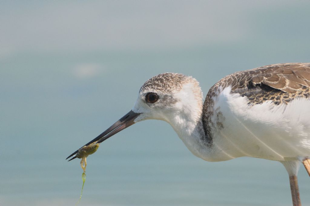 Cos''ha nel becco il giovane cavaliere ?.